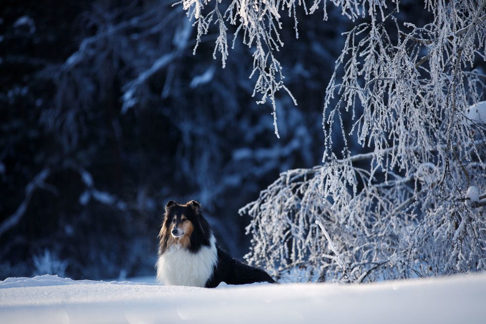 Фотография автора Татьяна Фролова