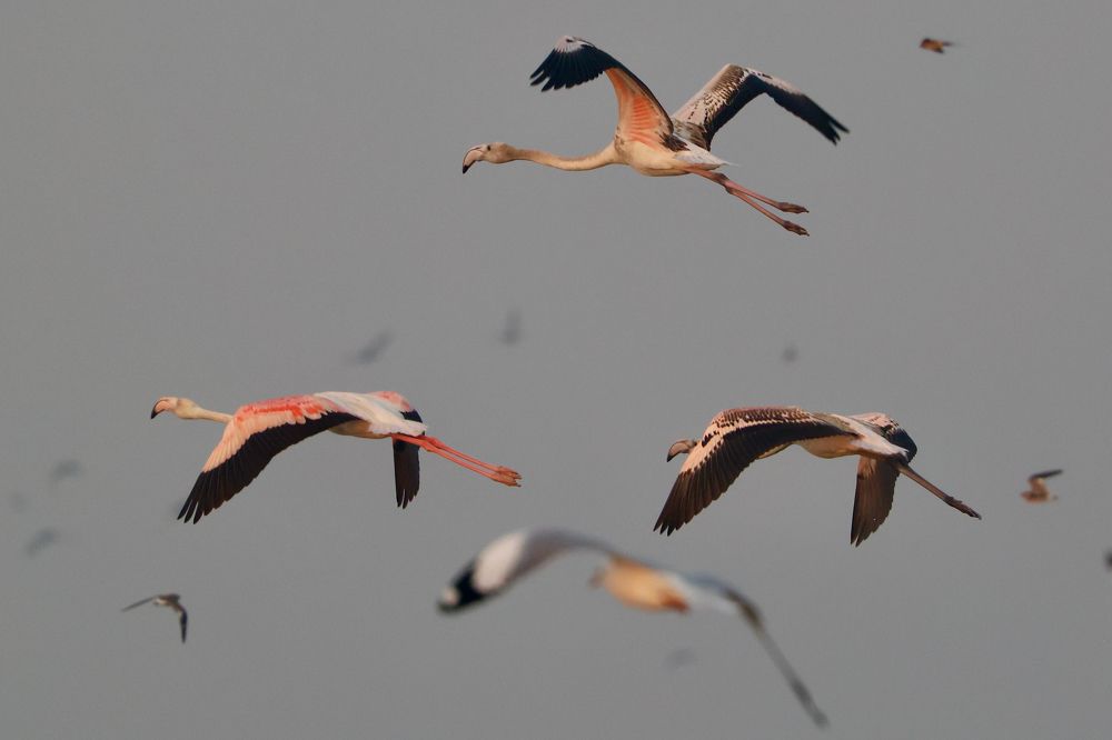 Agnipankh- Wings of fire