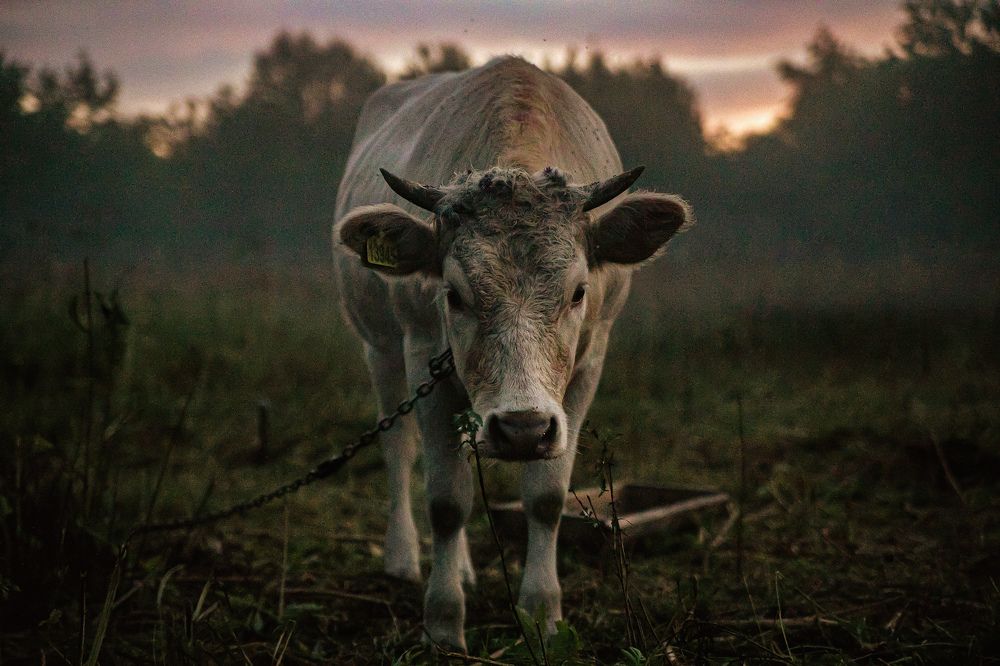 Photograph by Марина Комина