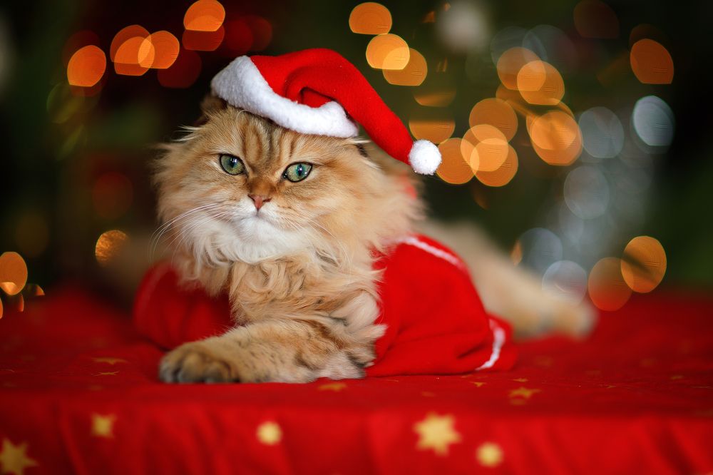 Photograph by Марина Фрейман