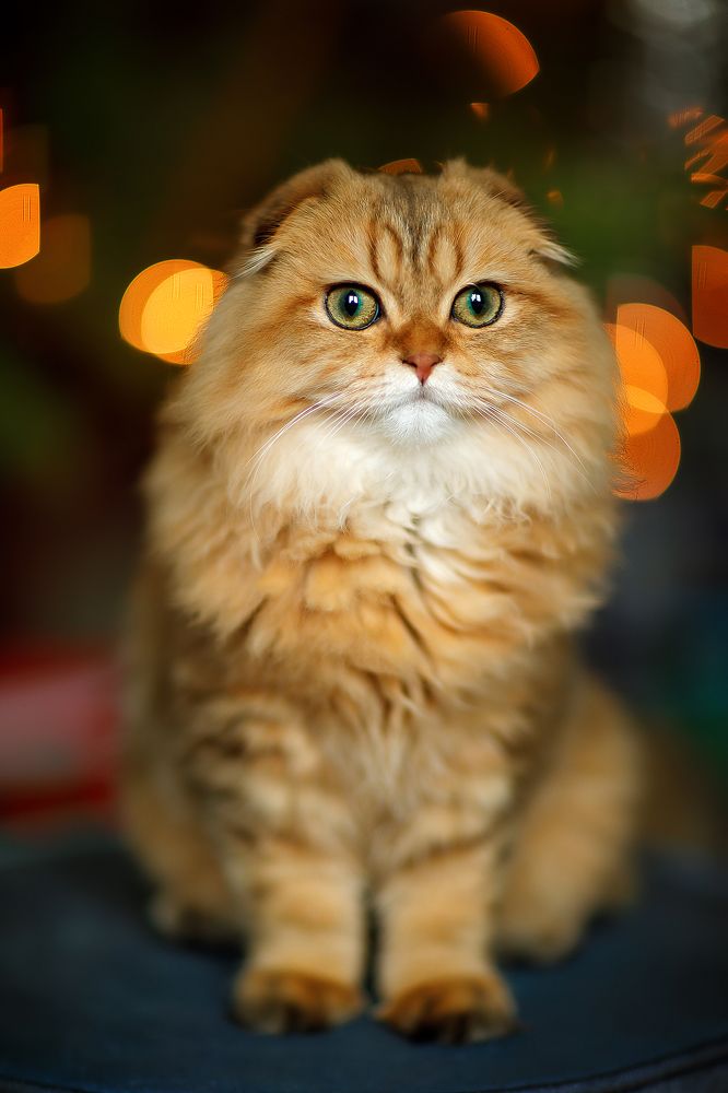 Photograph by Марина Фрейман