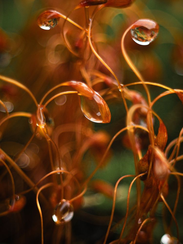 Photograph by Протченко Ирина