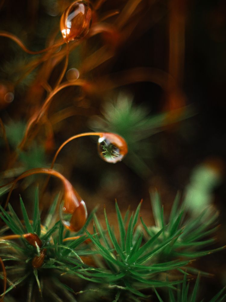 Photograph by Протченко Ирина