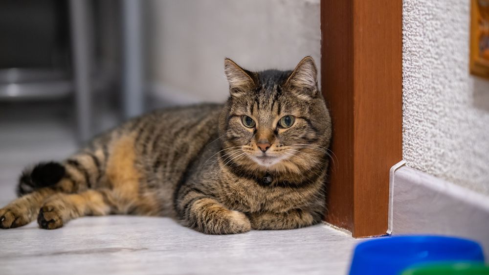 Фотография автора Андрей Арапов