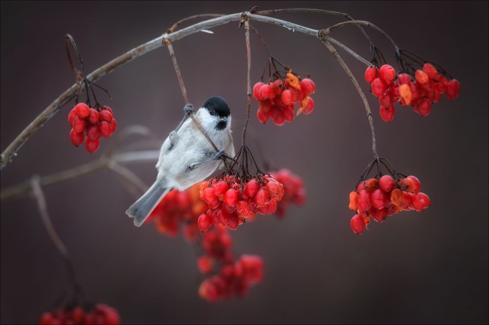 Photograph by Влад Соколовский