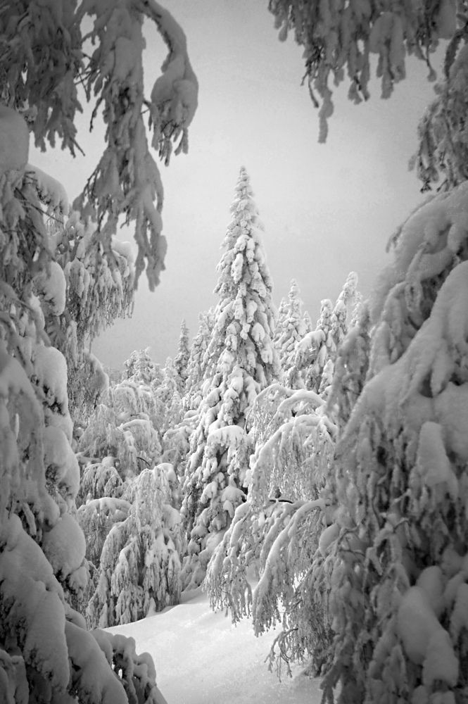 Photograph by Лена Максимкина