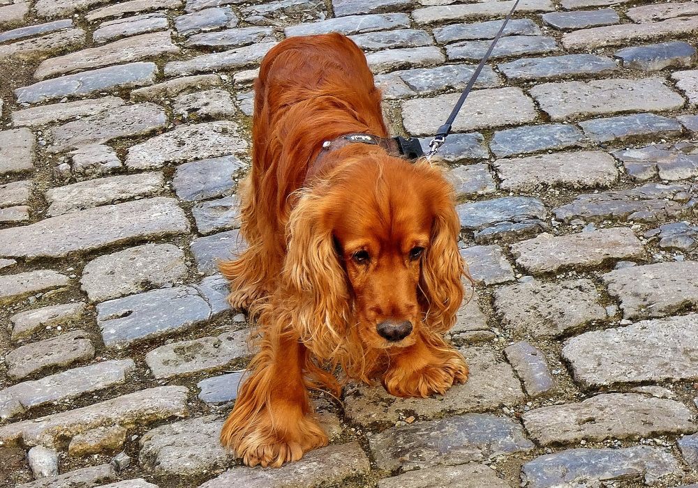 Photograph by backareva irina