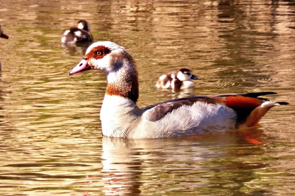 Photograph by backareva irina