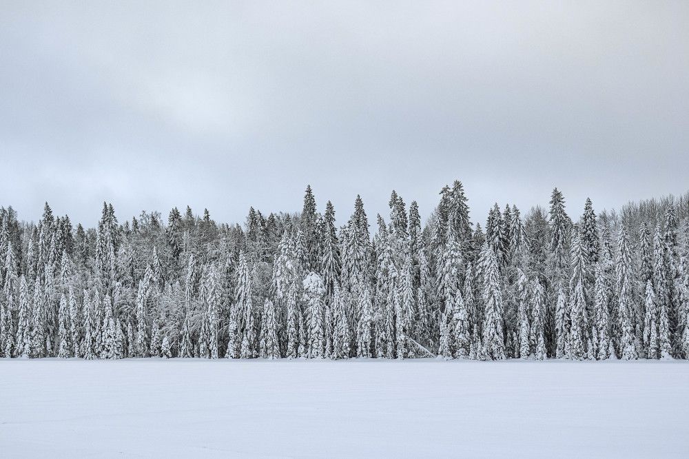 Photograph by Дмитрий Свинухов