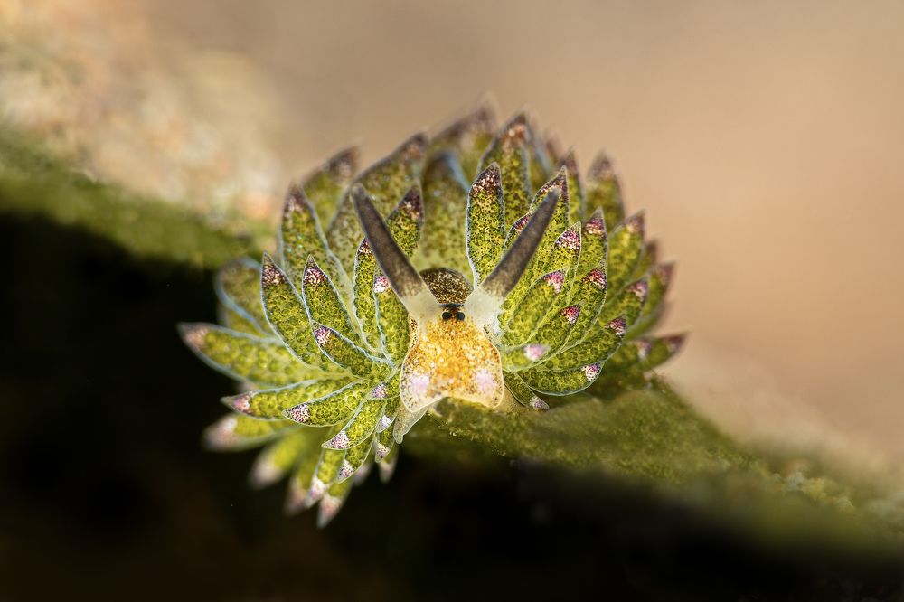 Photograph by Rodrigo Gavilan