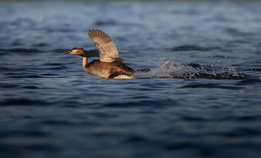 Photograph by Светлана Холодняк