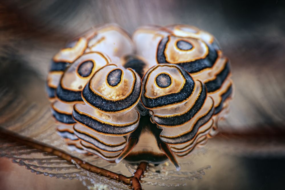 Photograph by Rodrigo Gavilan