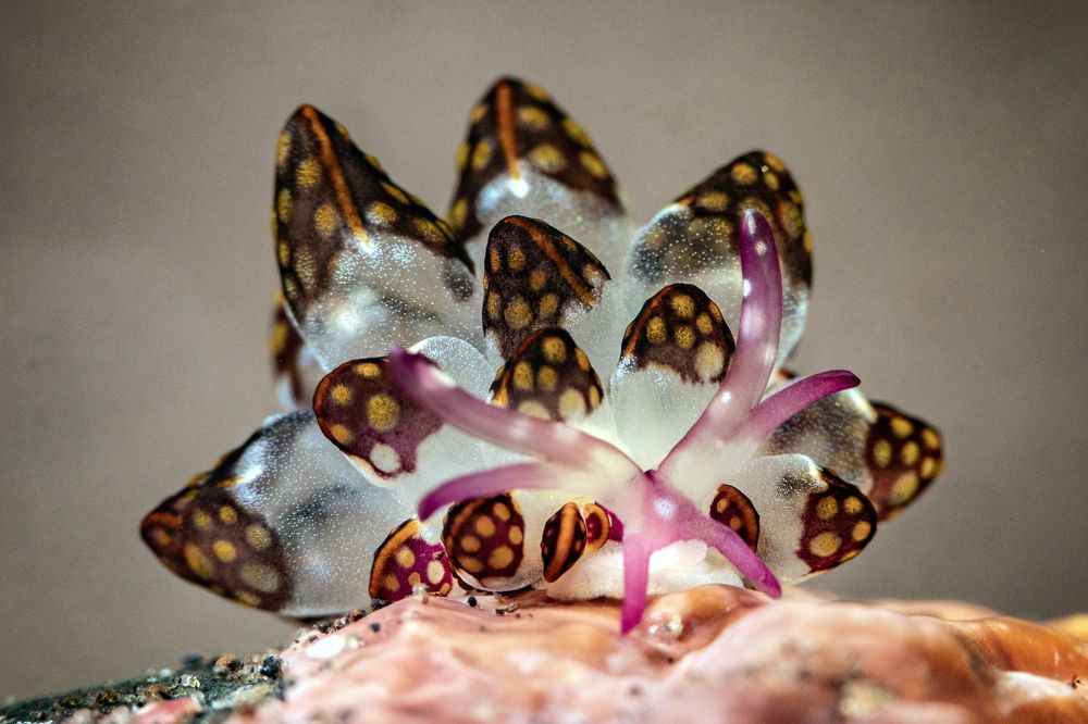 Photograph by Rodrigo Gavilan