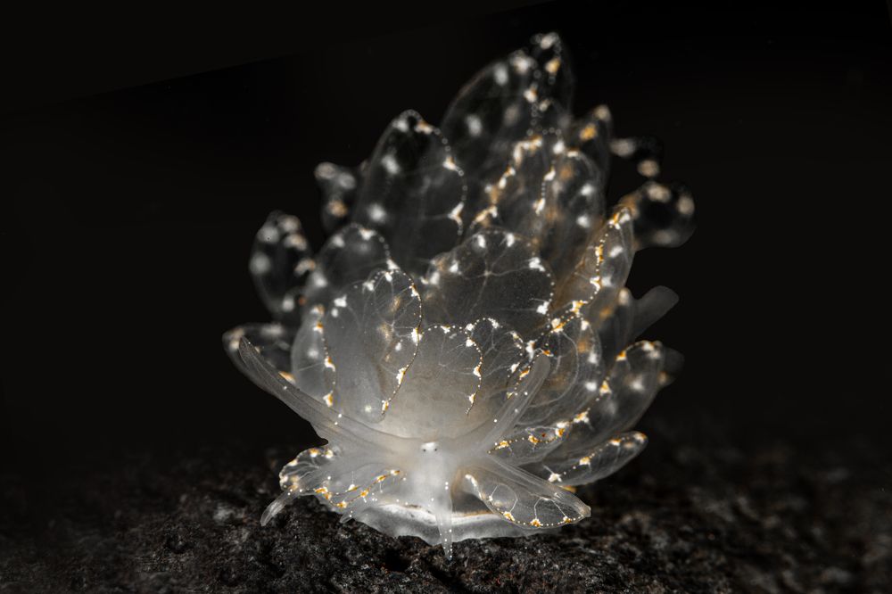 Photograph by Rodrigo Gavilan