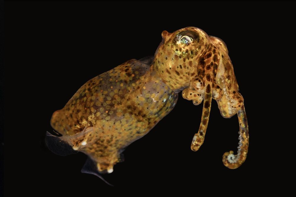 Photograph by Rodrigo Gavilan