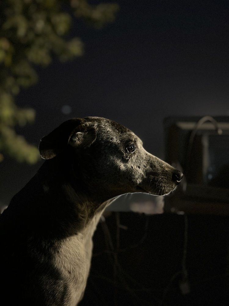 Photo #10154561