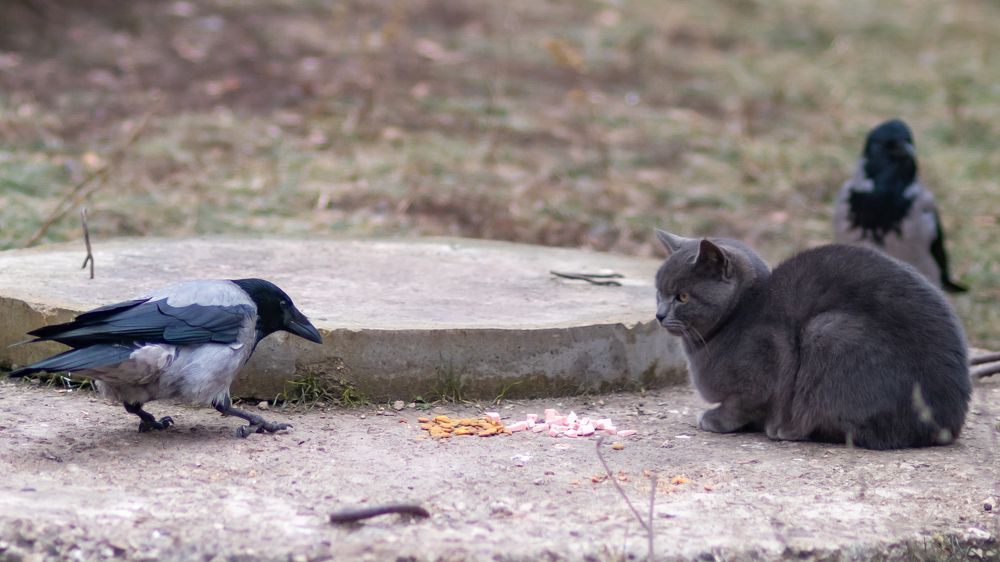 Фотография автора Андрей Арапов
