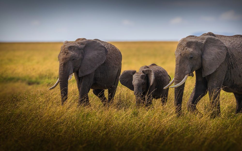 Photograph by vijay krishna