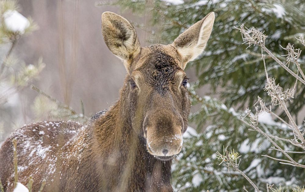 Эти глаза не против.