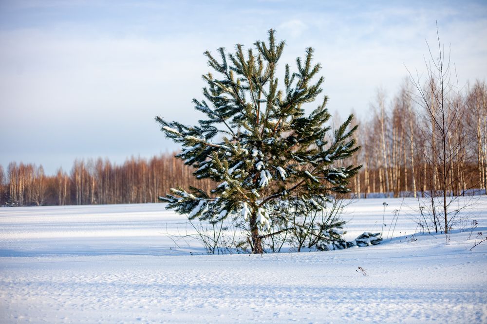 Photograph by Светлана Мишенёва