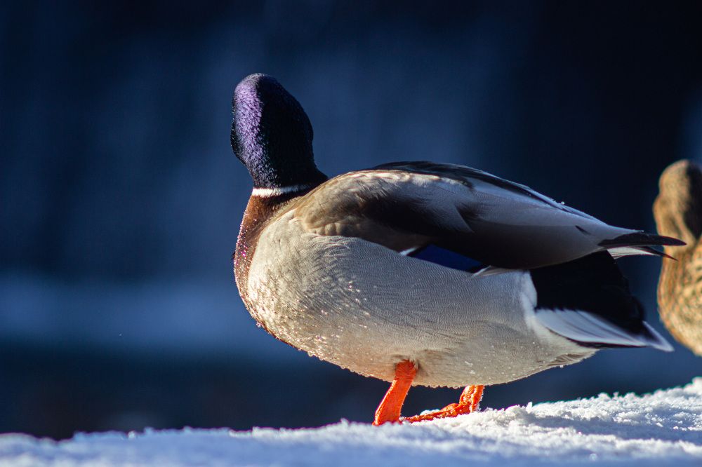 Photograph by Алексей Борисов