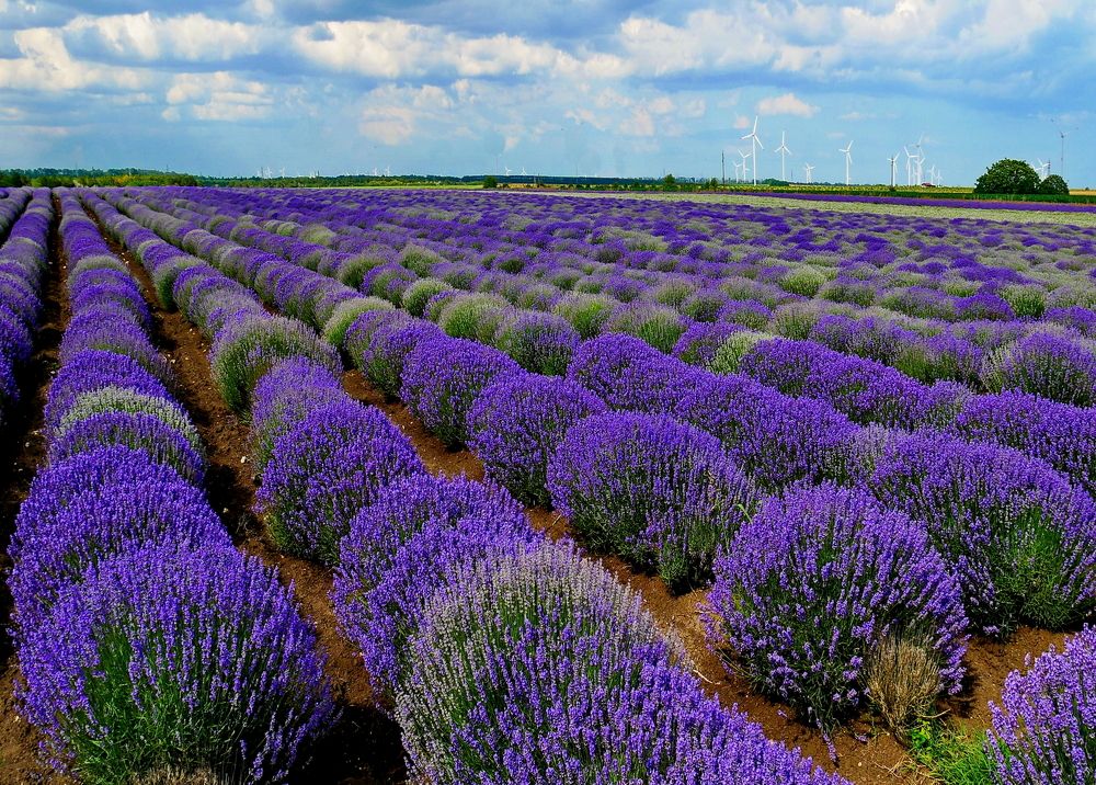 Lavender