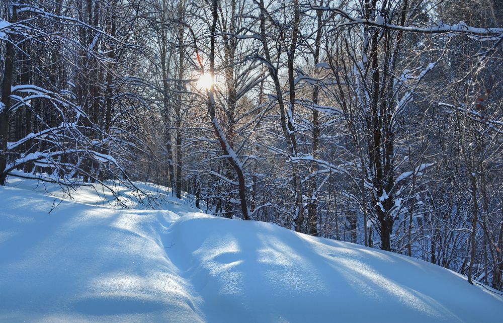 Зимний лес.