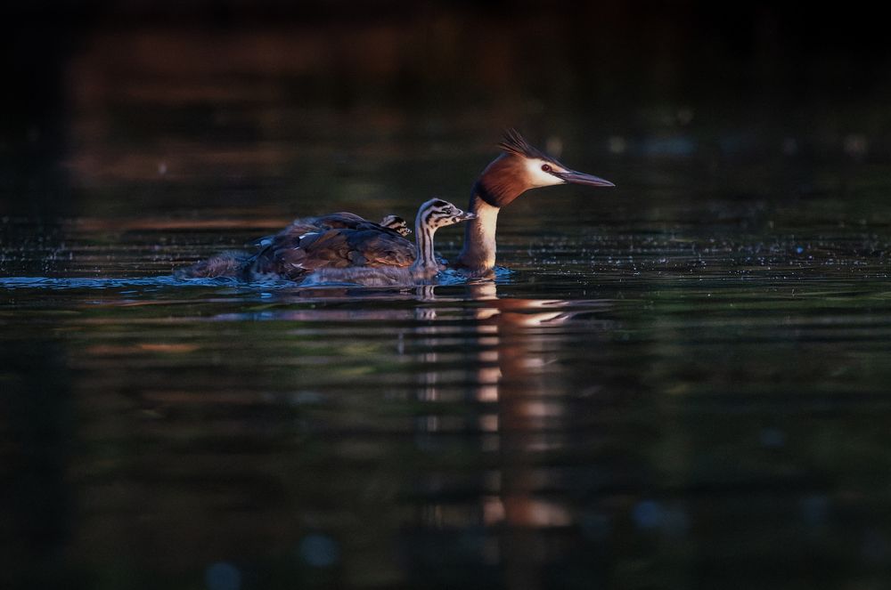 Photograph by Светлана Холодняк