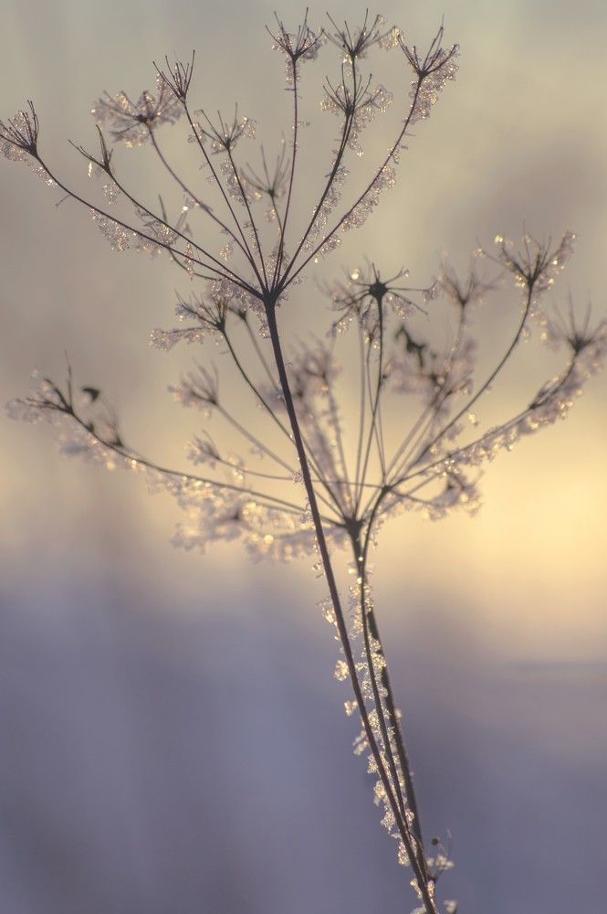 Photograph by Елена Кошелева