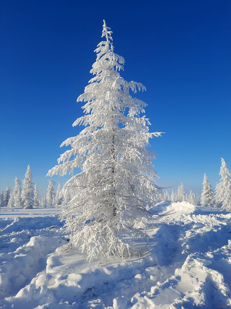 Photograph by Галина Искандарова