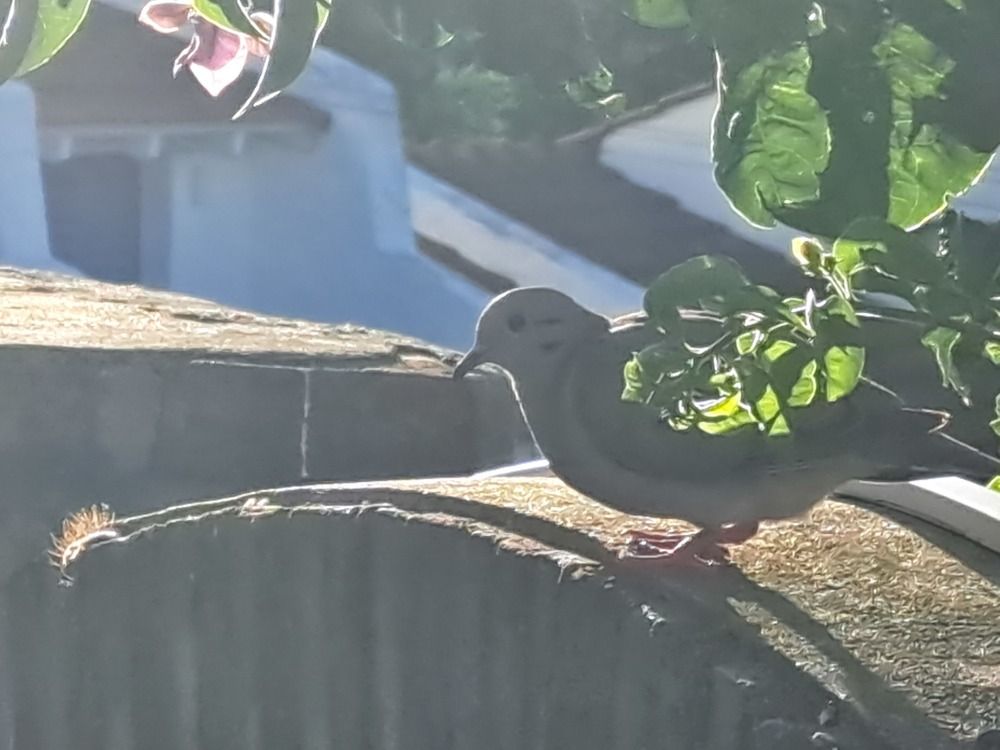 Фотография автора gustavo pecelis