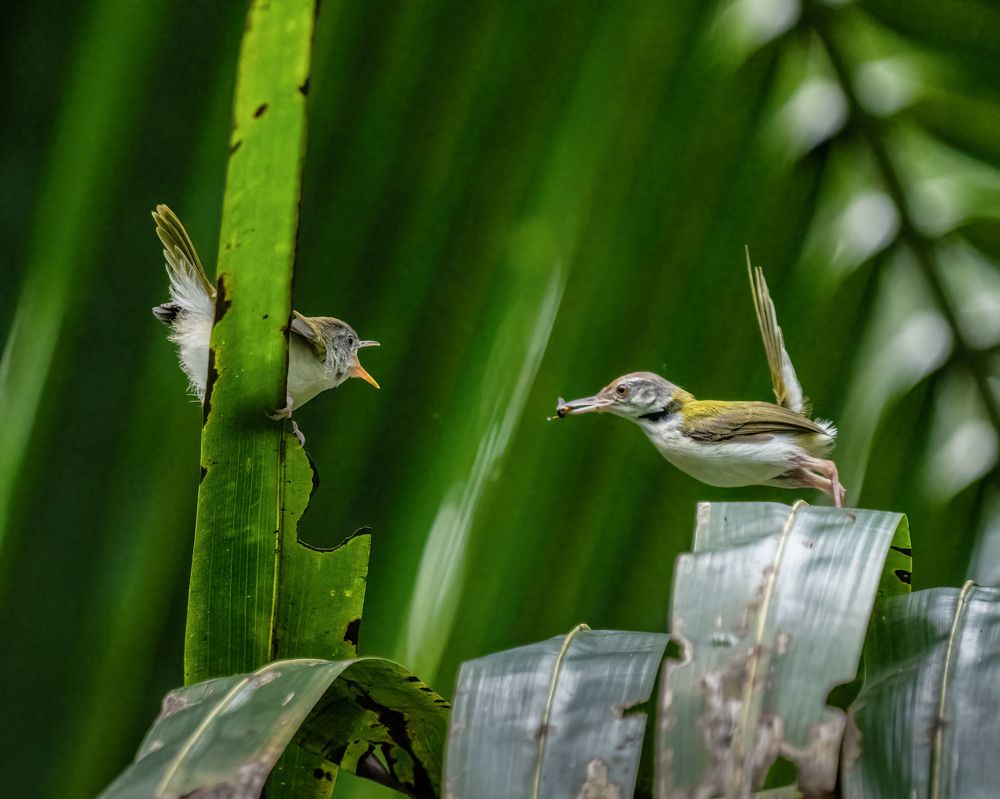 Фотография автора Joshy Varghese