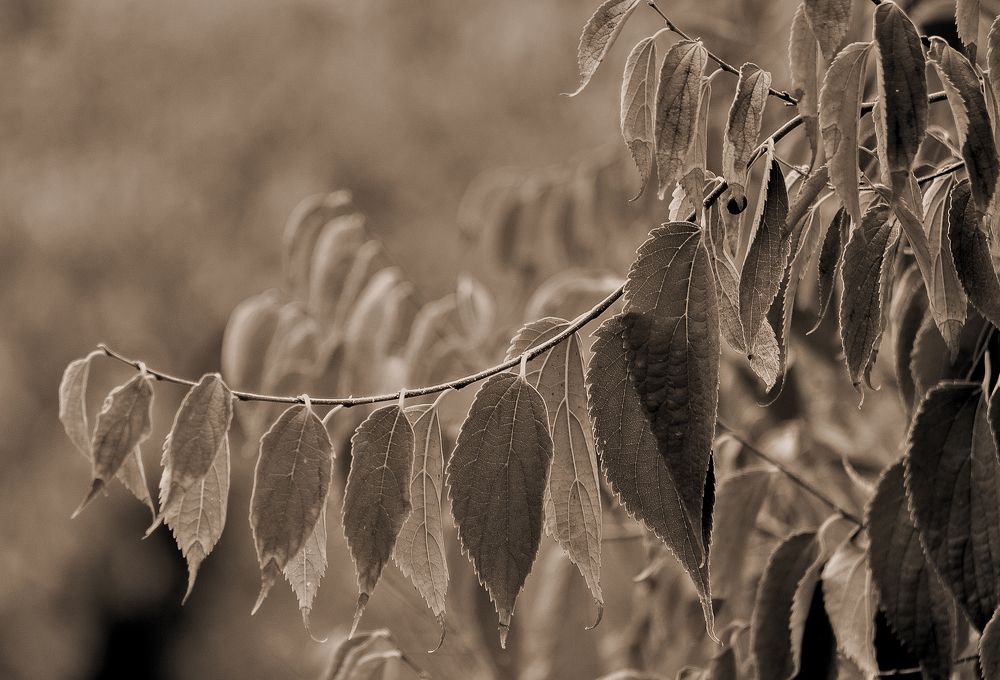 Photograph by Andrii Smirnov