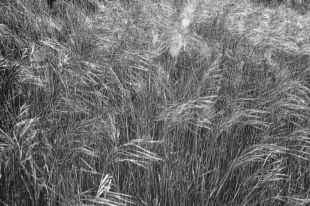 Photograph by Andrii Smirnov