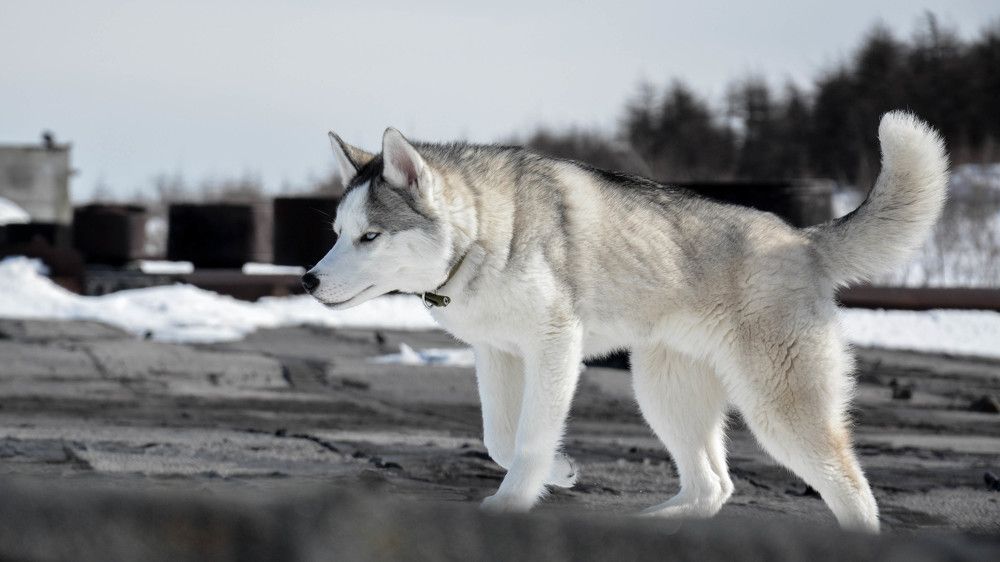 Photograph by Алексей Кальченко