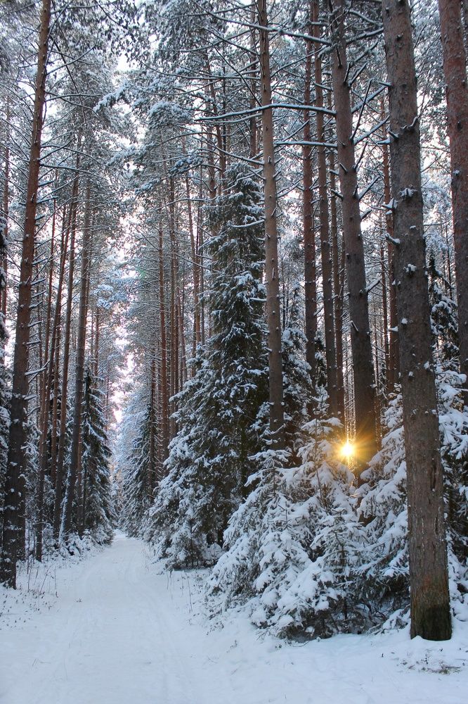 Фотография автора Тамара Караваева
