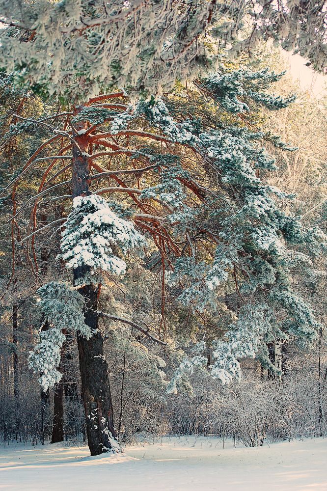 Photograph by VLADIMIR VOROBIEV