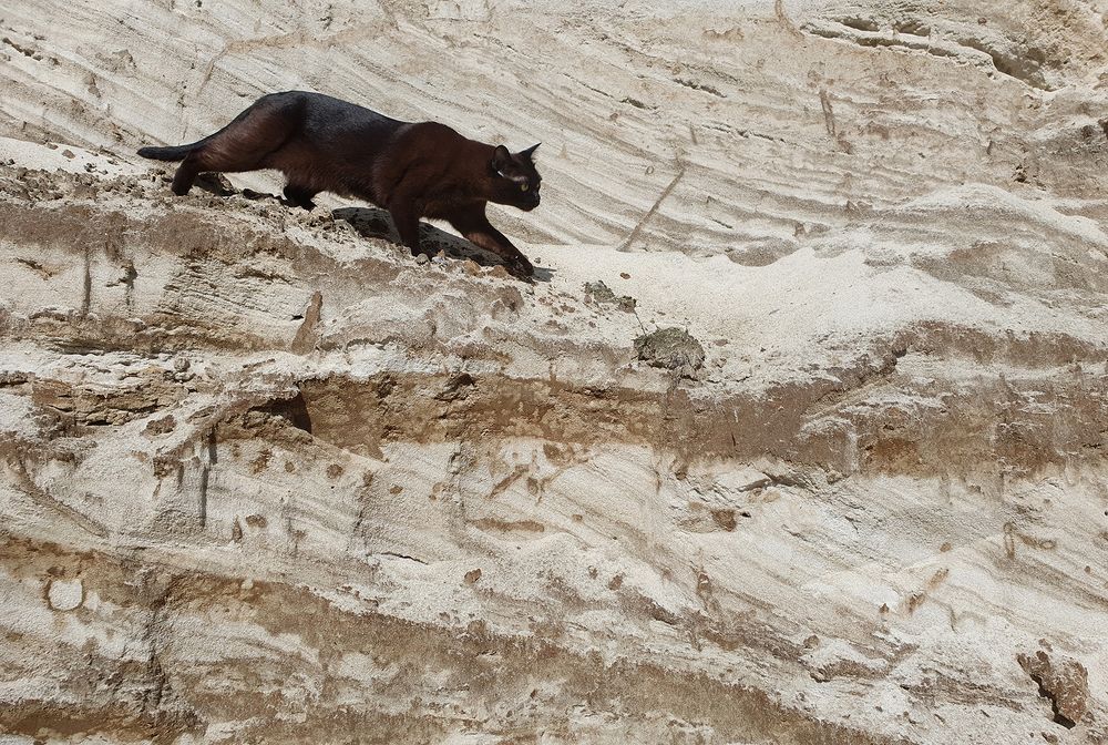 Фотография автора Надежда Лисицына