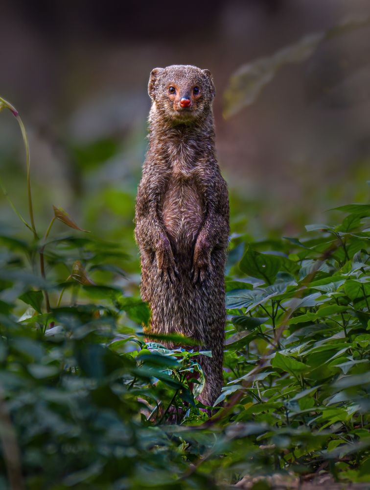 Photograph by Sheikh Ahmedul Hoque