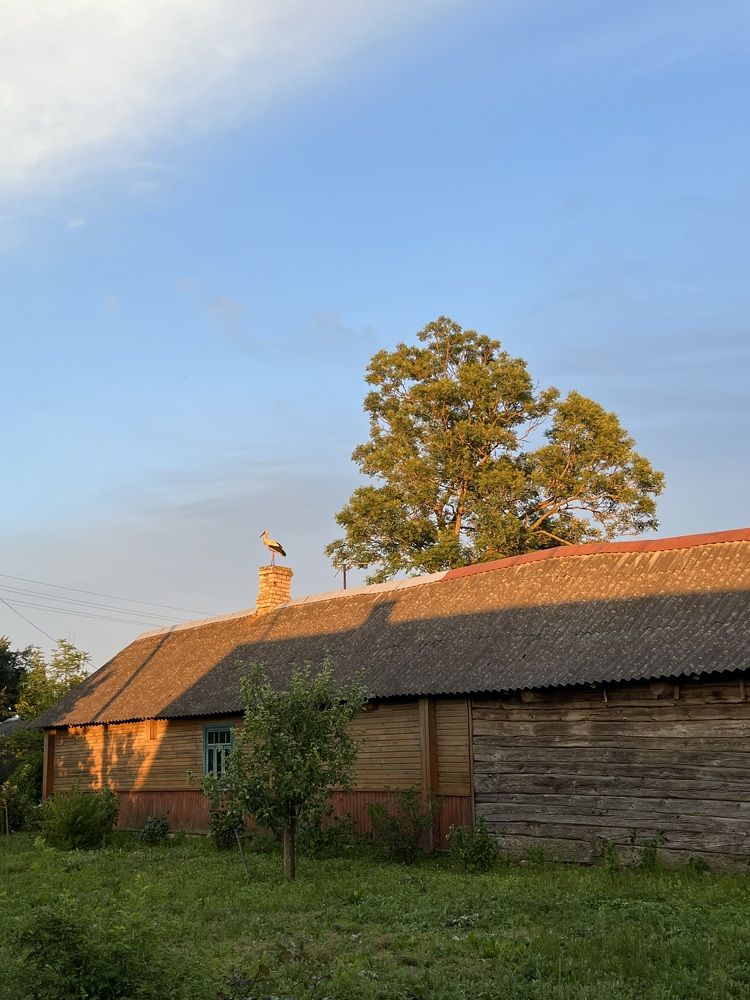 Аист прилетел