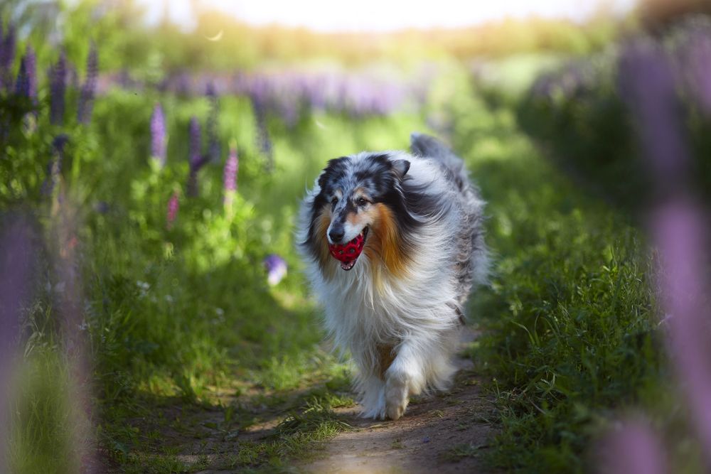 Фотография автора Елена Ушакова