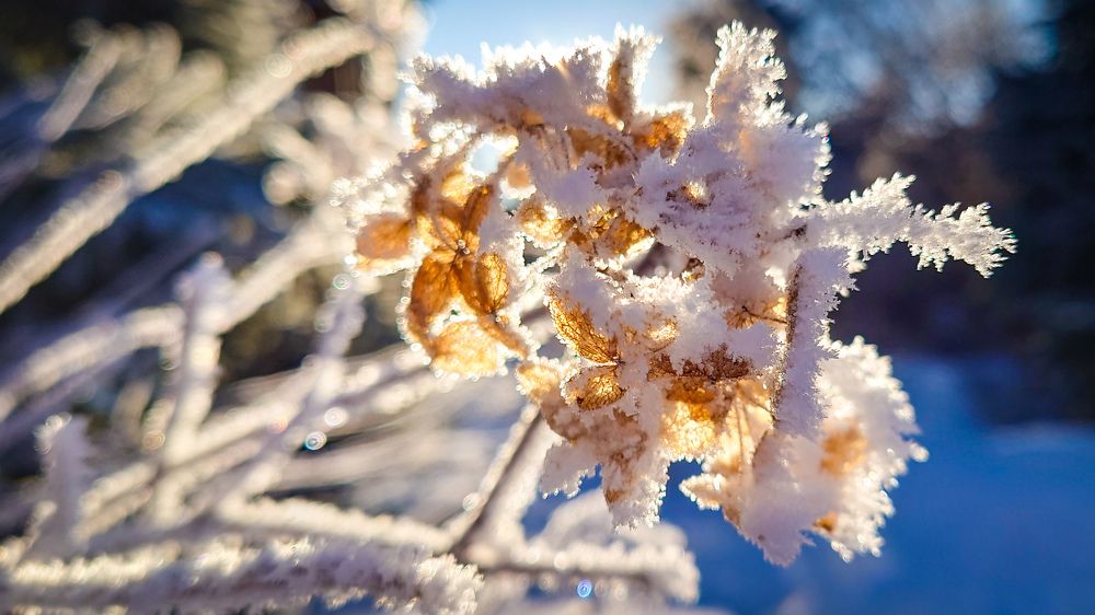 Фотография автора Elena Ku