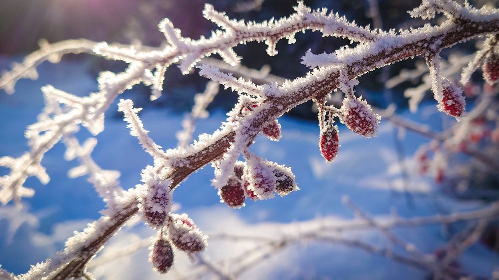 Фотография автора Elena Ku