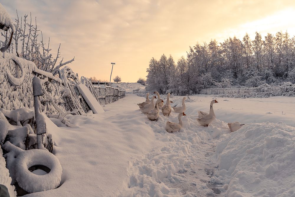 Photograph by Татьяна Зубехина