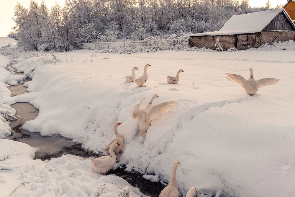 Photograph by Татьяна Зубехина