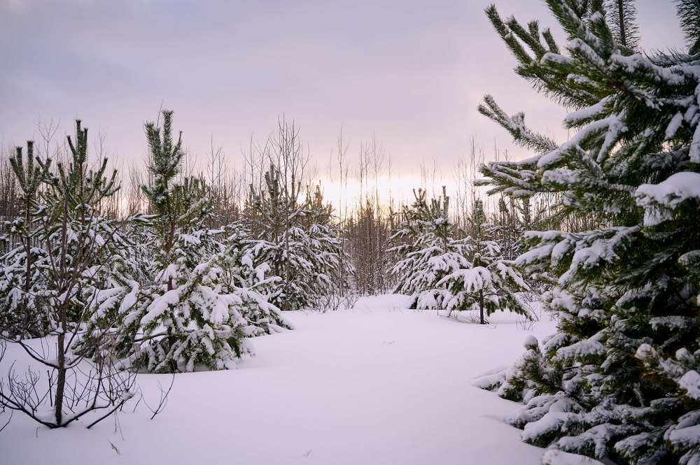 Photograph by Татьяна Соснина