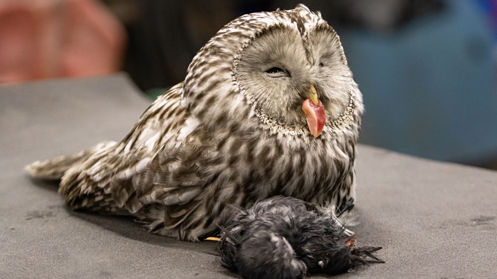 Photograph by Константин Ложеницын