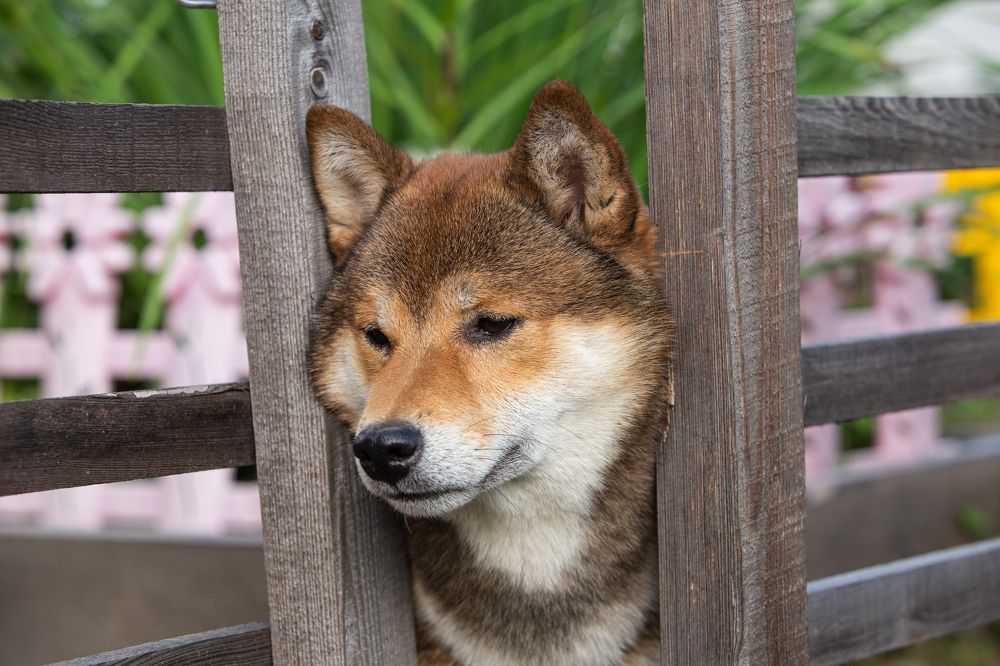 И снова дратути.