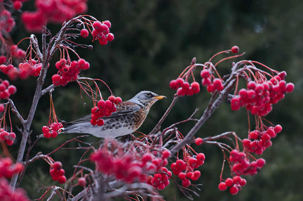 Photograph by Сторчилов Павел