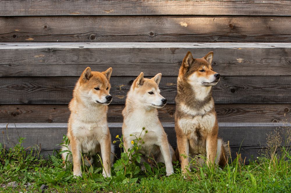 Групповой портрет